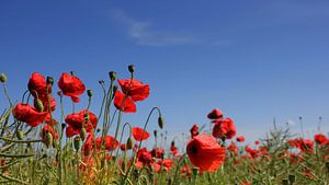 Natürlicher Mohn van Ostsee Bilder