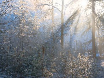 Zacht licht schijnt door de bomen op een winter ochtend in een besneeuwd bos in De Moeren, Brabant