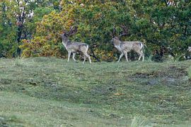 Der Dünenmarsch der Rivalen von Wendy Hilberath