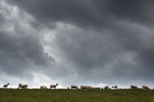 Schapen op d'n diek