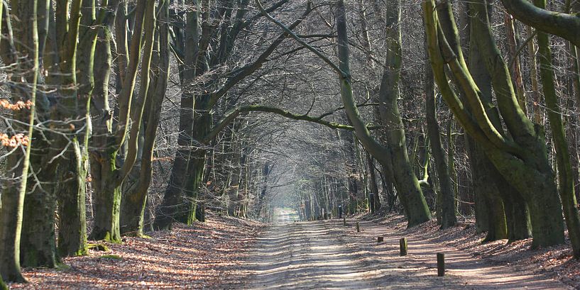 Beukenlaan von Rob Hendriks