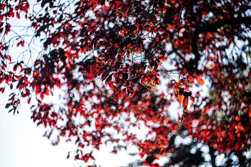Rode boom in de herfst bij zonsondergang von John Ozguc