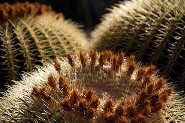 Close-up cactus van Ronald Bruijniks
