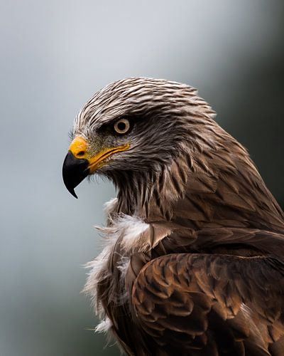 Raptor le matin sur Bram Martens