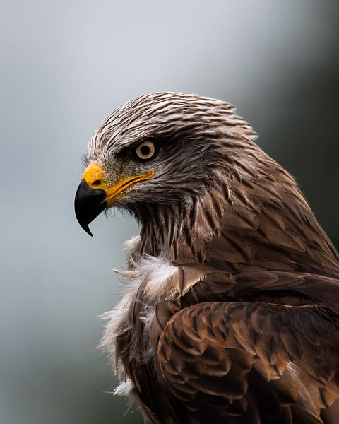 Raptor in the morning by Bram Martens