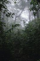 Monteverde Nebelwald – Das mystische Herz Costa Ricas