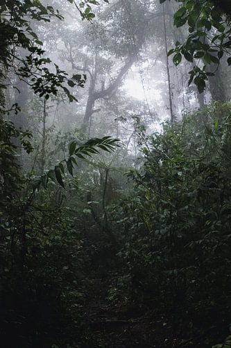Forêt de nuages de Monteverde – La magie brumeuse du Costa Rica