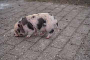 Minischwein Ferkel beim ersten Ausgang auf dem Hof.