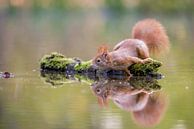 Eichhörnchen mit Reflexion von Gonnie van de Schans Miniaturansicht