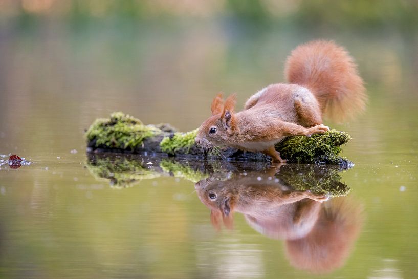 Eichhörnchen mit Reflexion von Gonnie van de Schans