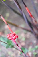 Fleur en bouton
