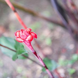 Flower in bud by Diane Bonnes