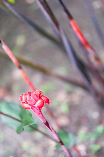 Naturel en stoer "bloem in knop"