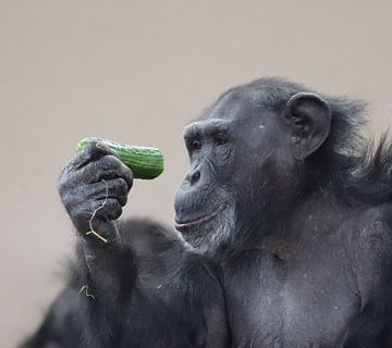 chimpansee met komkommer van Joke te Grotenhuis