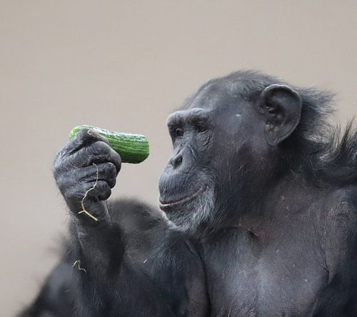 chimpansee met komkommer
