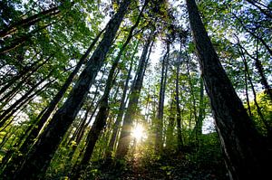 Wald