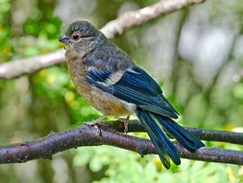 Dompfaffjunges von Michael Schreier