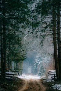 Weg durch Kiefern im Speulderbos- Wald im Veluwe-Naturreservat von Sjoerd van der Wal Fotografie