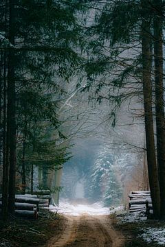 Weg door dennenbomen in het Speulderbos tijdens een mistige winterochtend van Sjoerd van der Wal