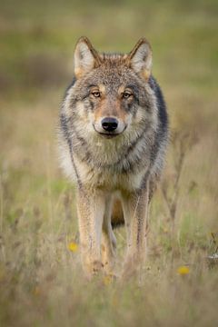 The Wolf in the Netherlands by Menno Schaefer