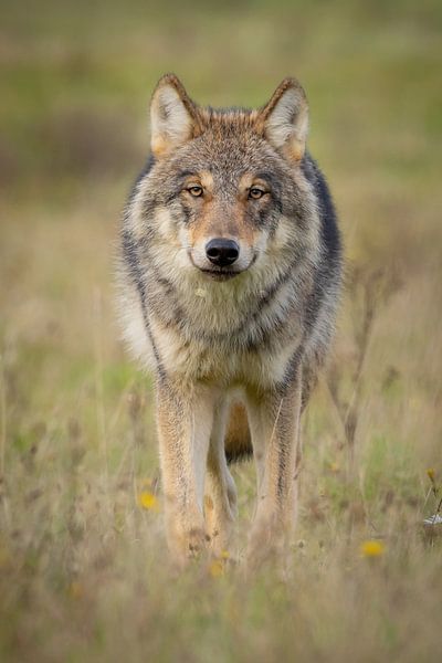 Der Wolf in den Niederlanden von Menno Schaefer