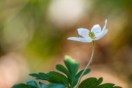 a hint of spring, wood anemone in the morning light