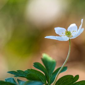 un soupçon de printemps, anémone des bois dans la lumière du matin sur Marjo Kusters