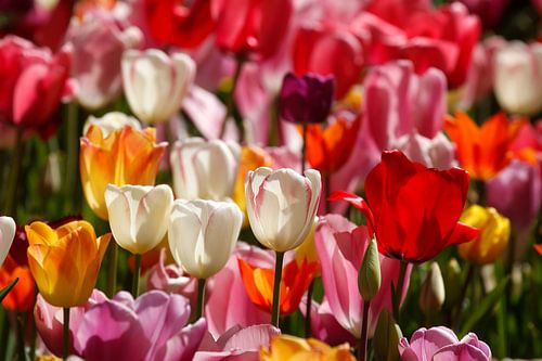 Bunt blühendeTulpen