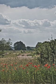 Rood klaprozenveld van Martin Köbsch