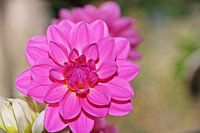 Gespiegelte Blume