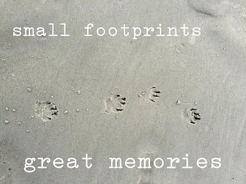 dog's feet in the beach