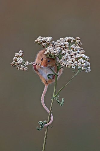 Souris naine à Yarrow