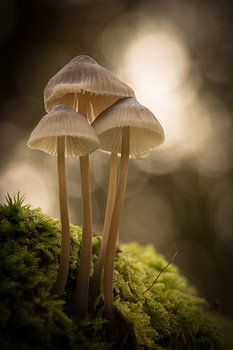 Paddenstoelen in het mos