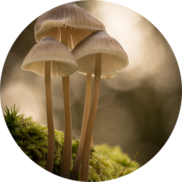 Paddenstoelen in het mos