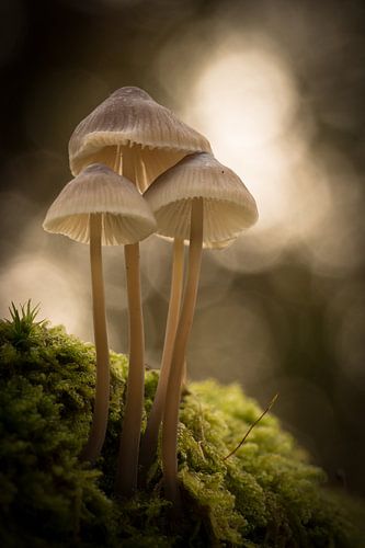 Paddenstoelen in het mos