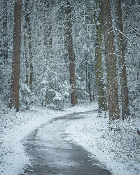Winter forest path by John Goossens Photography