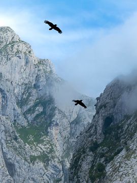 Rabenschwarm in den Picos von Willemijn Wolthaus