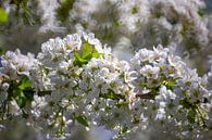 Cherry blossoms - blossoms on the cherry tree by Gerwin Schadl thumbnail