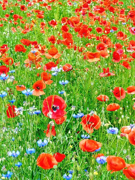 Klaproosveld 3 von Eduard Lamping