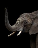 Olifant | Wildlife | Portret