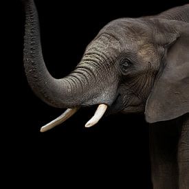 Éléphant | Faune sauvage | Portrait sur Barbara Kempeneers