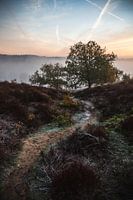 Rijp op de Veluwe