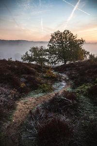 Mûrir sur la Veluwe sur Jarno Dorst