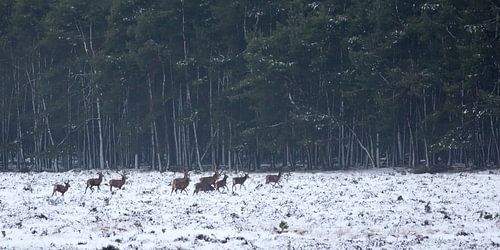 Edelherten in het bos