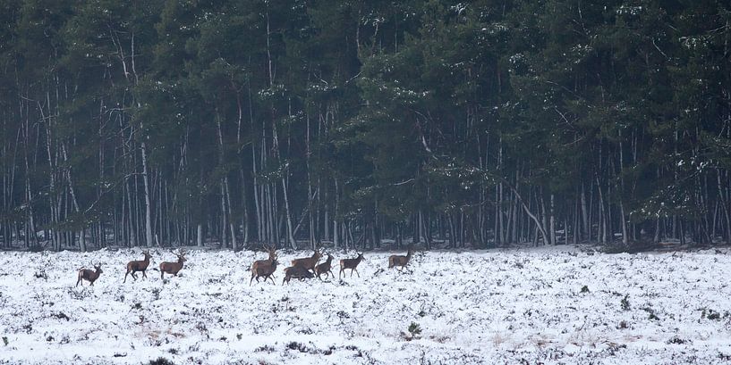 Edelherten in het bos par Evert Jan Kip