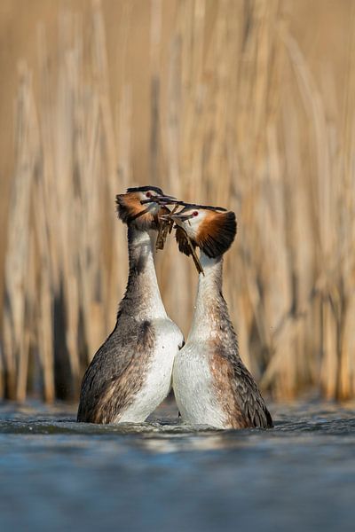 Great Crested Grebe ( Podiceps cristatus ) dancing, doing the penguin-dance, showing courtship displ by wunderbare Erde