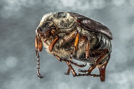 Kever by Arie Bruinsma