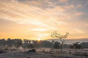 Hatertse und Overasseltse Niedermoore Teil 29