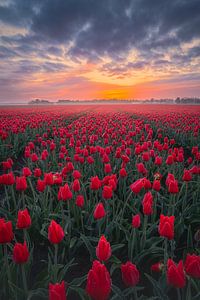 Tulpenzee