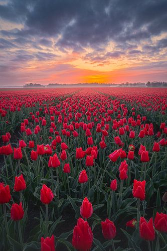 Tulpenzee